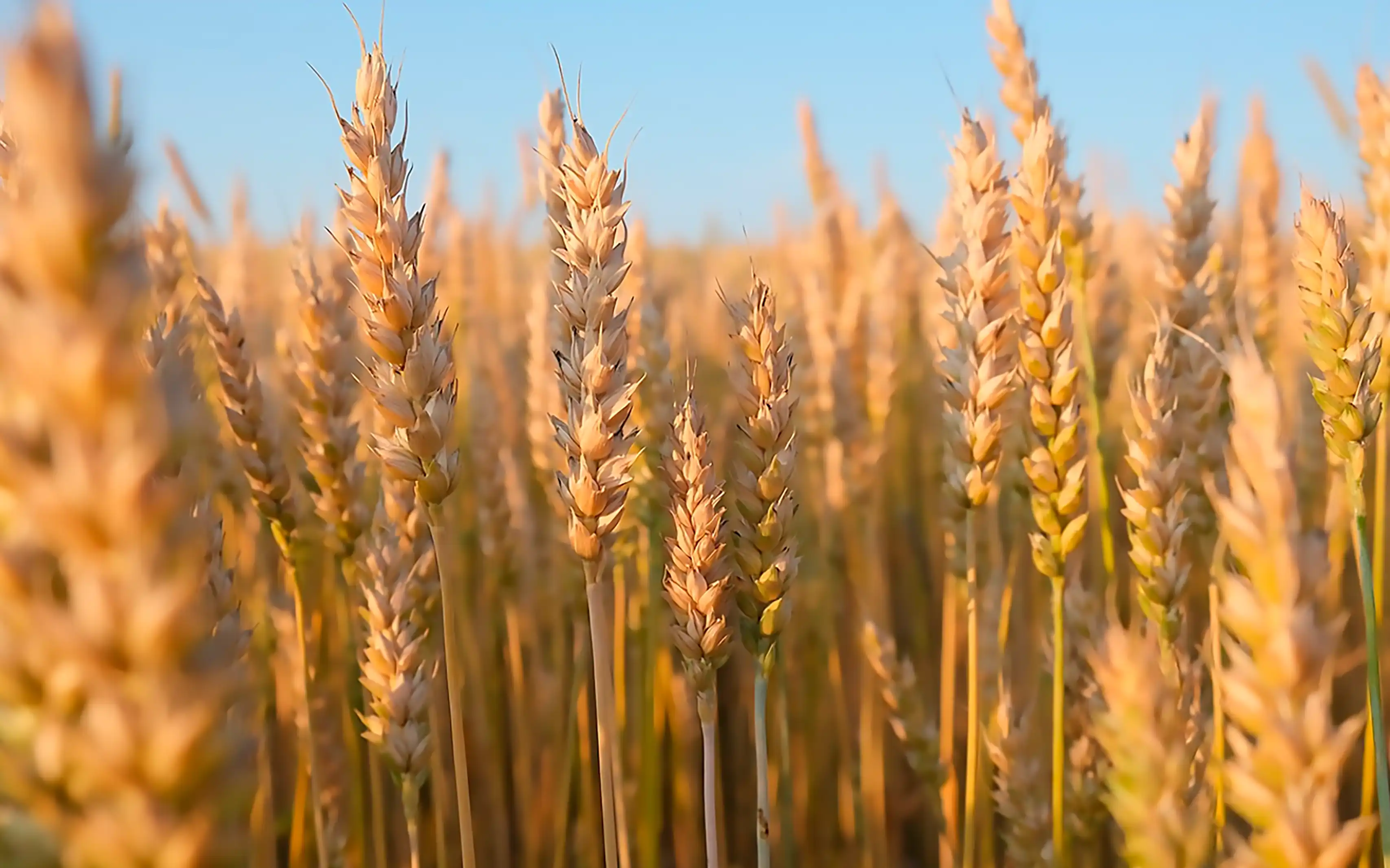 Excelencia Operativa